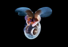 Μεν. Λουντέμης & Κ. Καρυωτάκης ξορκίζουν το 2020 στα 2 νέα singles του Θανάση Χουλιαρά!