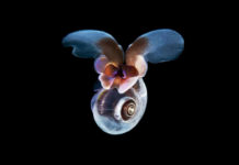 Κακή Φωτιά, κυκλοφόρησε το album των Θανάση Χουλιαρά & Θοδωρή Καρέλλα…