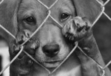 Ιωάννα Εμμανουήλ- “Τα βήματα”