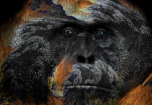 Κυκλοφορεί σε συλλεκτικό βινύλιο το “Altered State” των A Monkey Shine