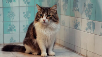 lawrence_daphne_vc_2025_12_002